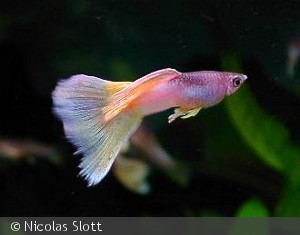 Guppy