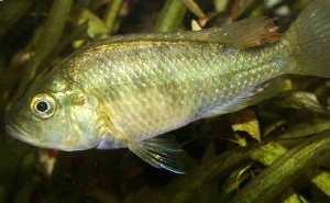 Astatotilapia paludinosa hun