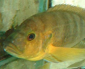 Ctenochromis benthycola 1