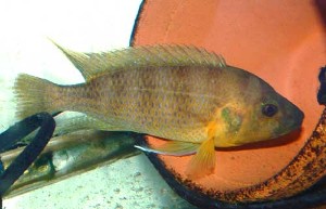 Ctenochromis benthycola 2
