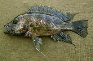 Ctenochromis benthycola 3
