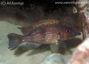 Gnathochromis permaxillaris Kambwimba