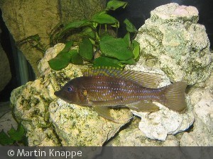 Gnathochromis permaxillaris WF Male