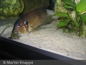 Gnathochromis permaxillaris WF Male