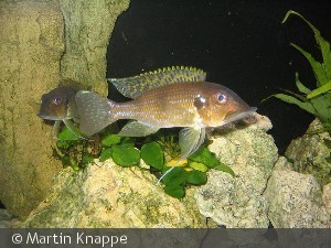 Gnathochromis permaxillaris