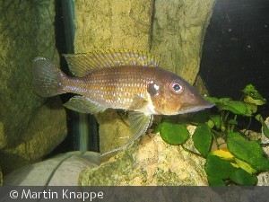 Gnathochromis permaxillaris