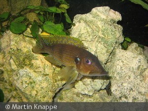 Gnathochromis permaxillaris