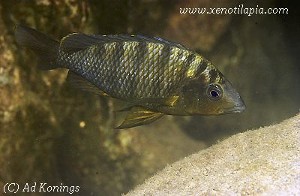 Gnathochromis pfefferi Isanga