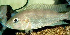 Greenwoodochromis christyi