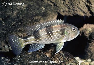 Limnochromis auritus