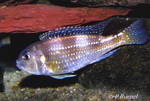 Limnochromis auritus