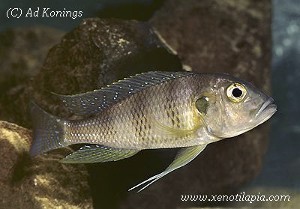 Limnochromis staneri
