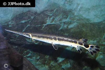 Gar