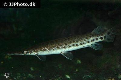 Gar