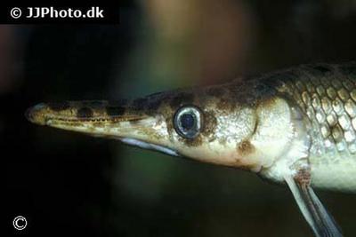 Gar