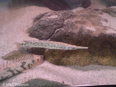 Gar