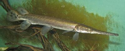 Gar