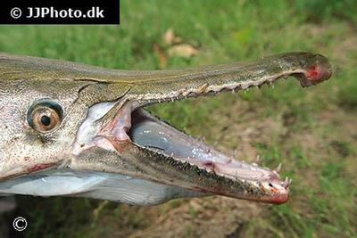 Aligator Gar
