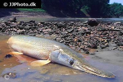 Aligator Gar