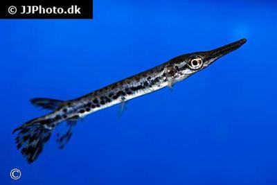 Aligator Gar