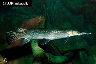 Aligator Gar