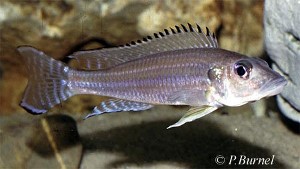 Reganochromis calliurus