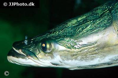 Arapaima Gigas