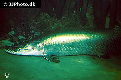 Arapaima Gigas