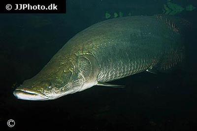 Arapaima Gigas