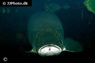 Arapaima Gigas