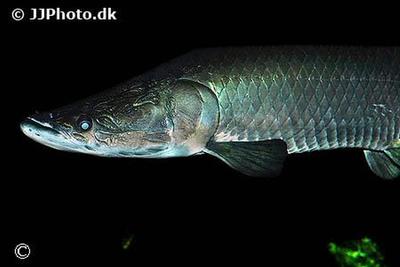 Arapaima Gigas