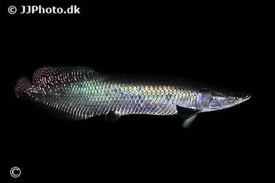 Arapaima Gigas