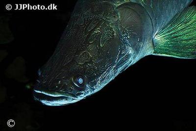 Arapaima Gigas