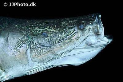 Arapaima Gigas