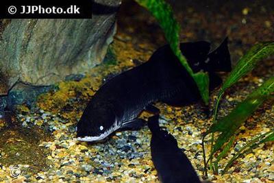 Arapaima Gigas