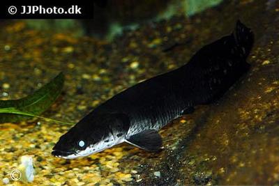 Arapaima Gigas