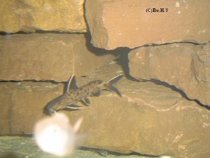 Synodontis Petricola