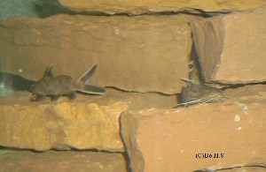 Synodontis Petricola