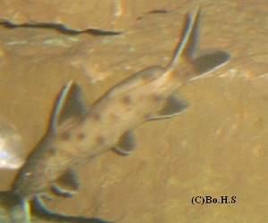 Synodontis