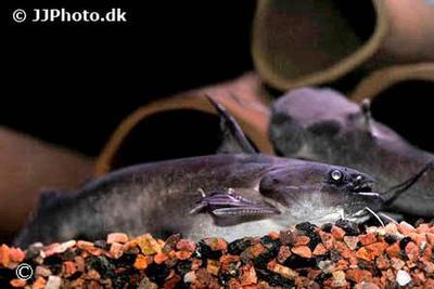 Trachycorystes