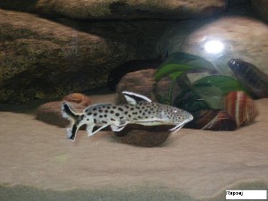 Synodontis Petricola