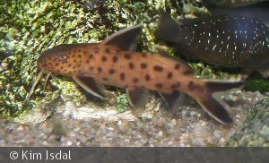 Synedontis petricola sp. "dwarf"
