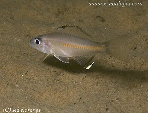 Trematocara variable Tobys Place