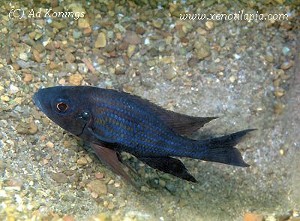 Aulonocranus dewindti Chituta