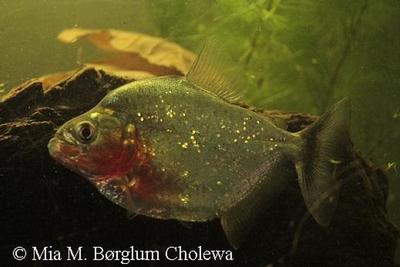 10-12cm fisk.