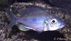 Aulonocranus dewindti han