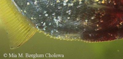 Serrae, fiskens bug.