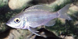Aulonocranus dewindti hun