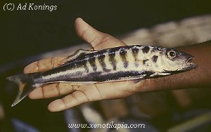 Bathybates fasciatus Nkondwe