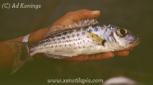 Bathybates ferox Kipili